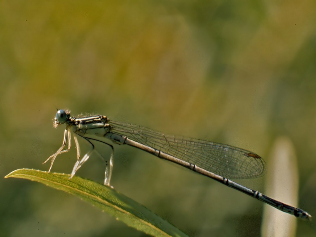 Una libellula da determinare
